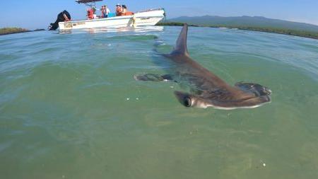 Hammerhead shark swimming toward camera with researchers on a white boat watching in the background.