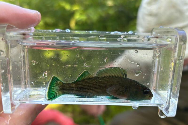 A hand holding a container that contains a small fish.